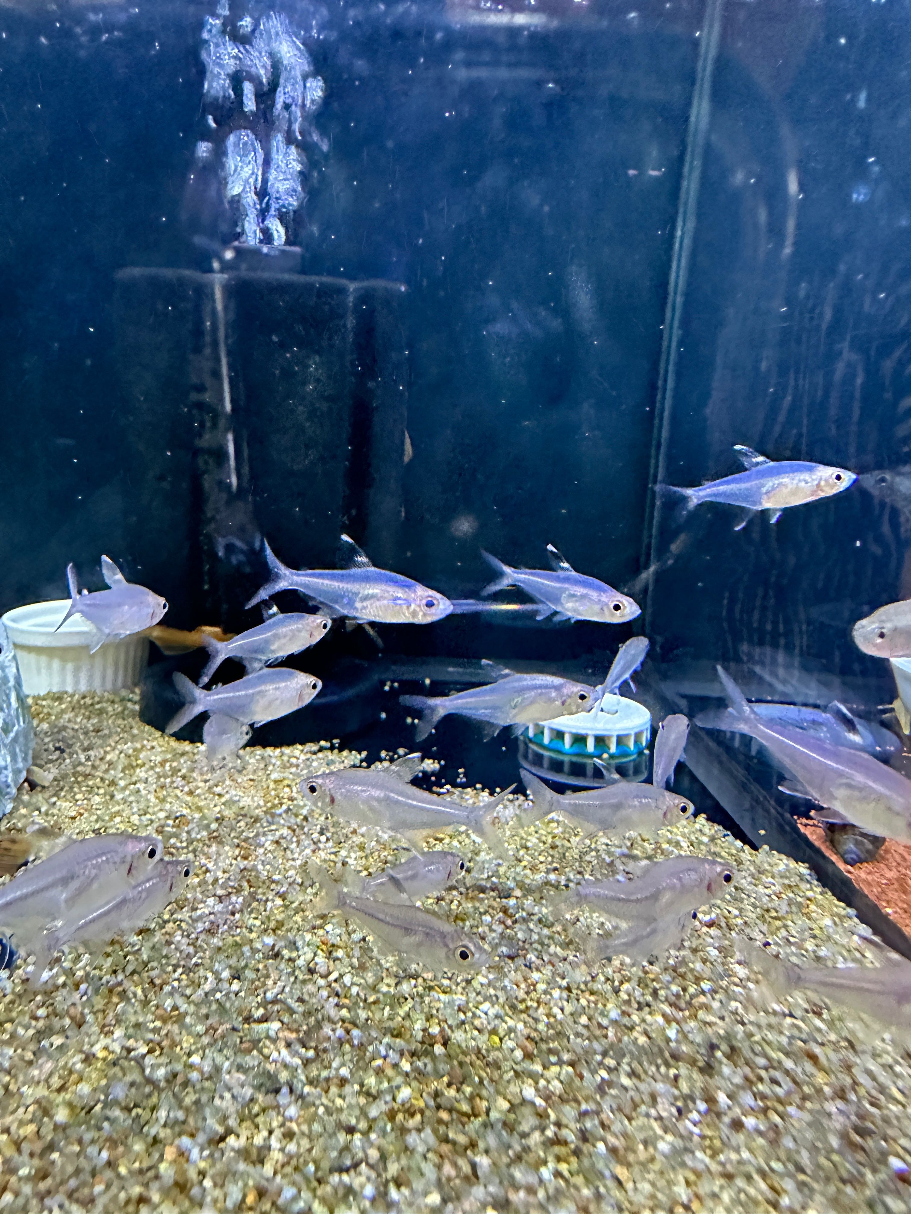 Crystal Tetra Peru ไซส์ 4 cm