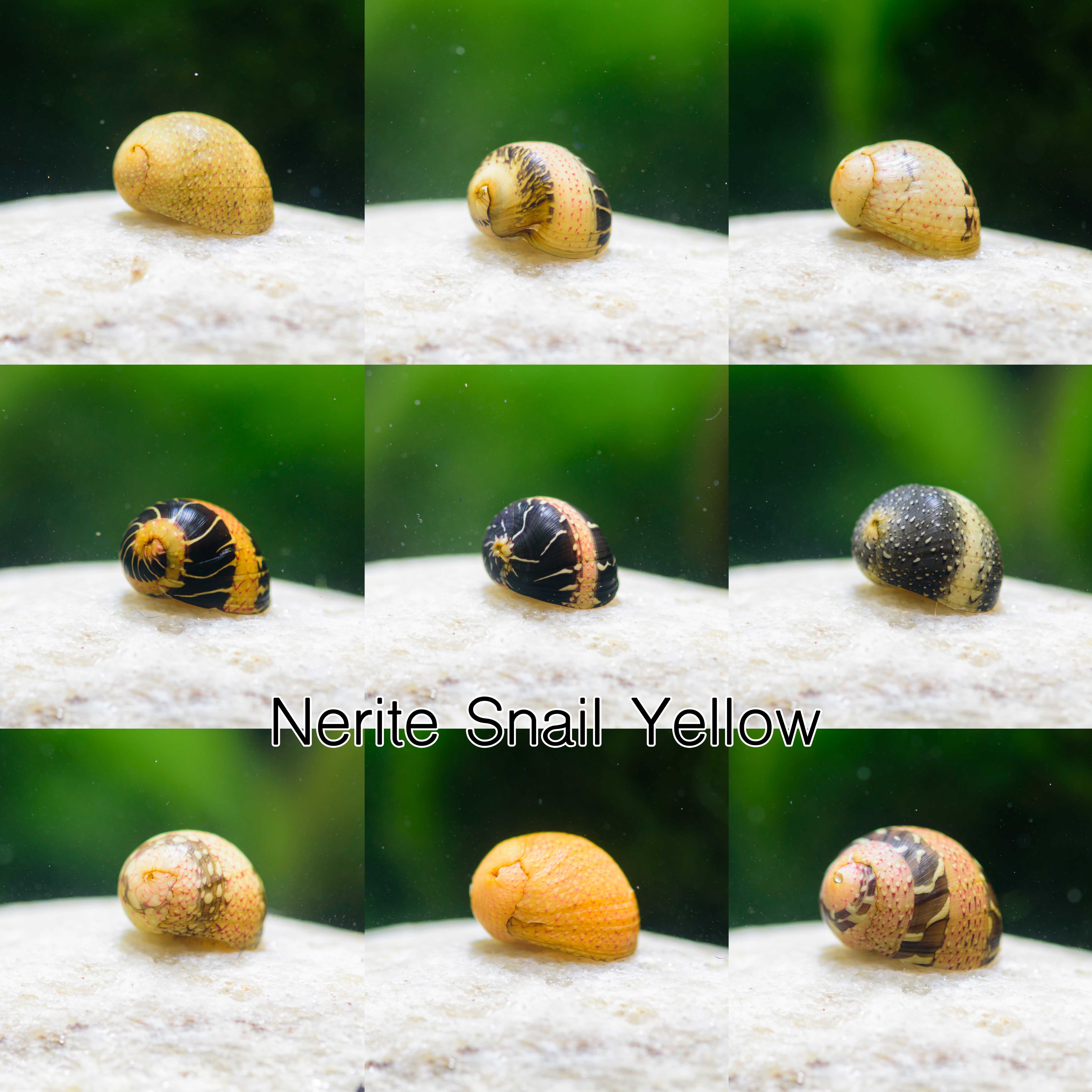 หอยกะทิ Nerite Snail Yellow