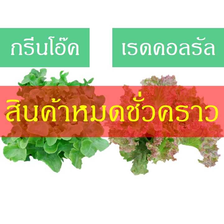 กรีนโอ๊ค-เรดคอลรัล (200 กรัม)