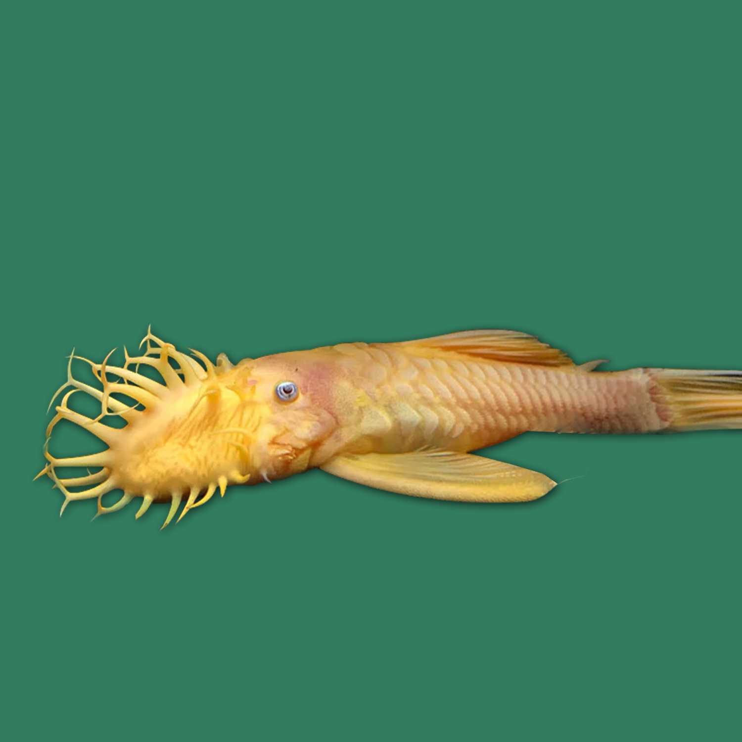 An Image