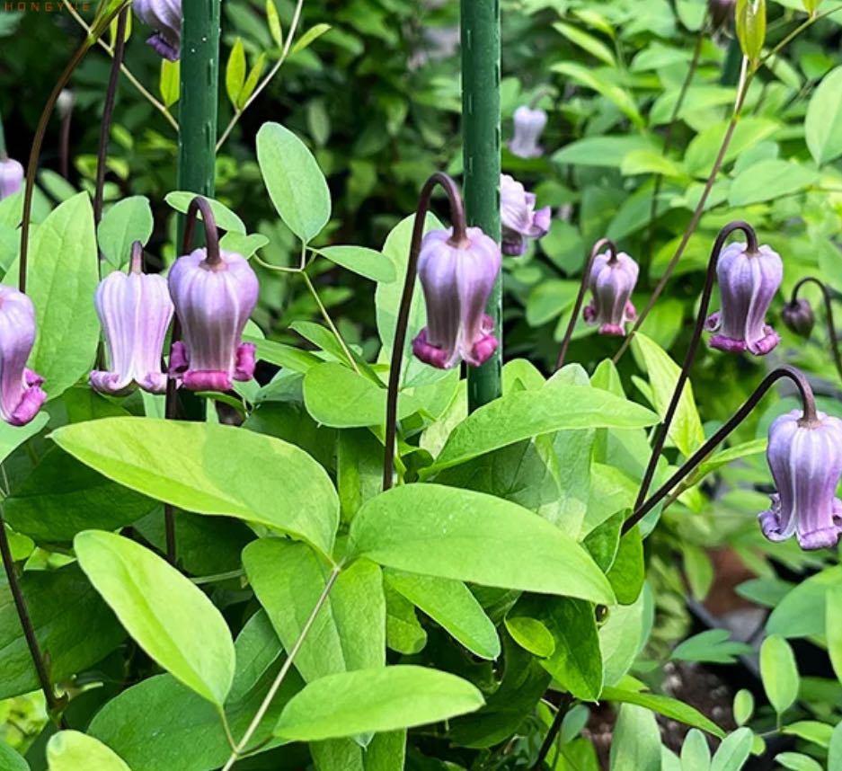 (Rare)’Mount Fuji’s Heritage ‘ Bell Clematis 