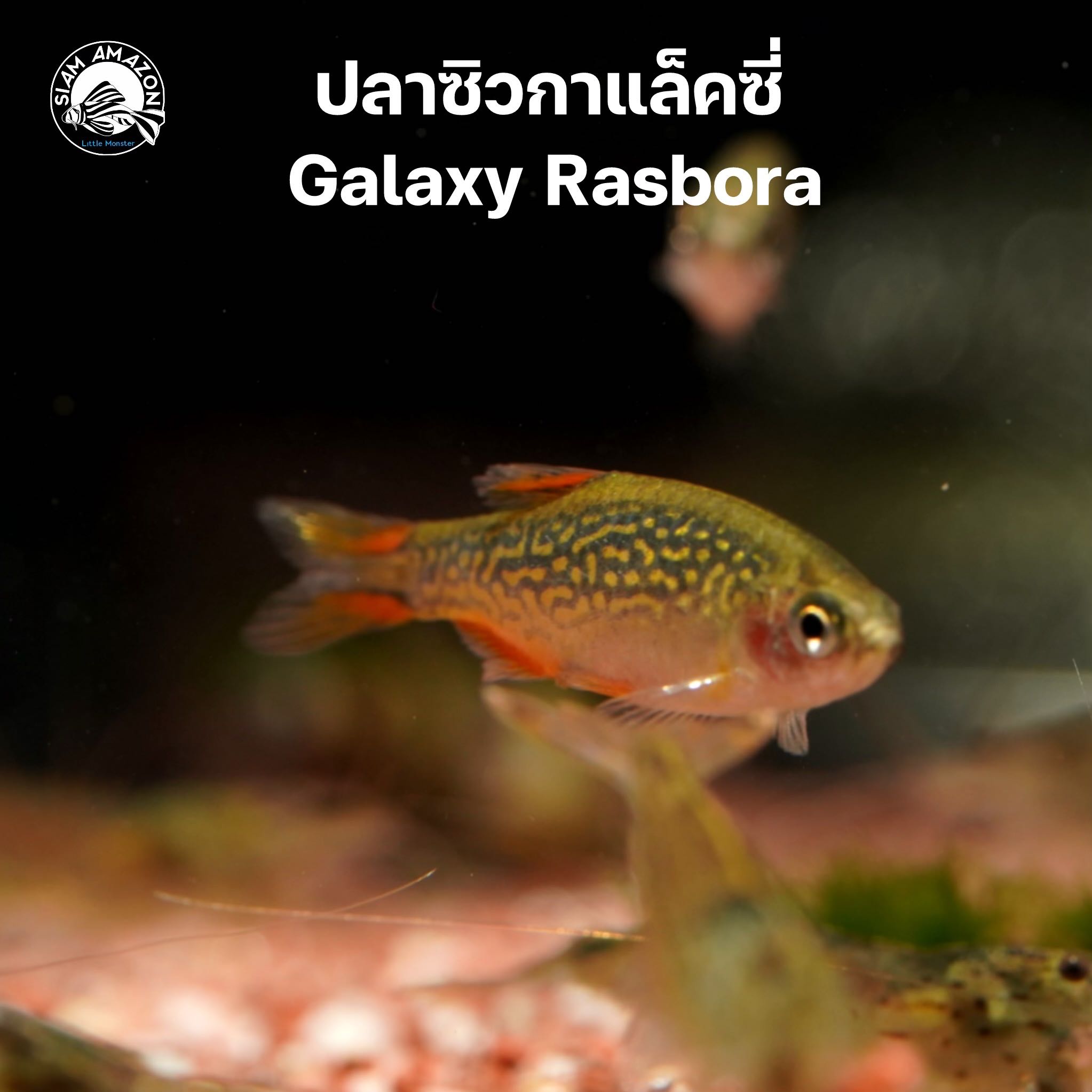 ปลา ซิว กาแล็คซี่ Galaxy Rasbora ไซส์ 2.5 cm