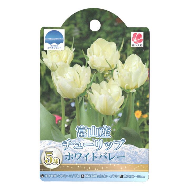 Tulip White Valley (พร้อมส่ง)