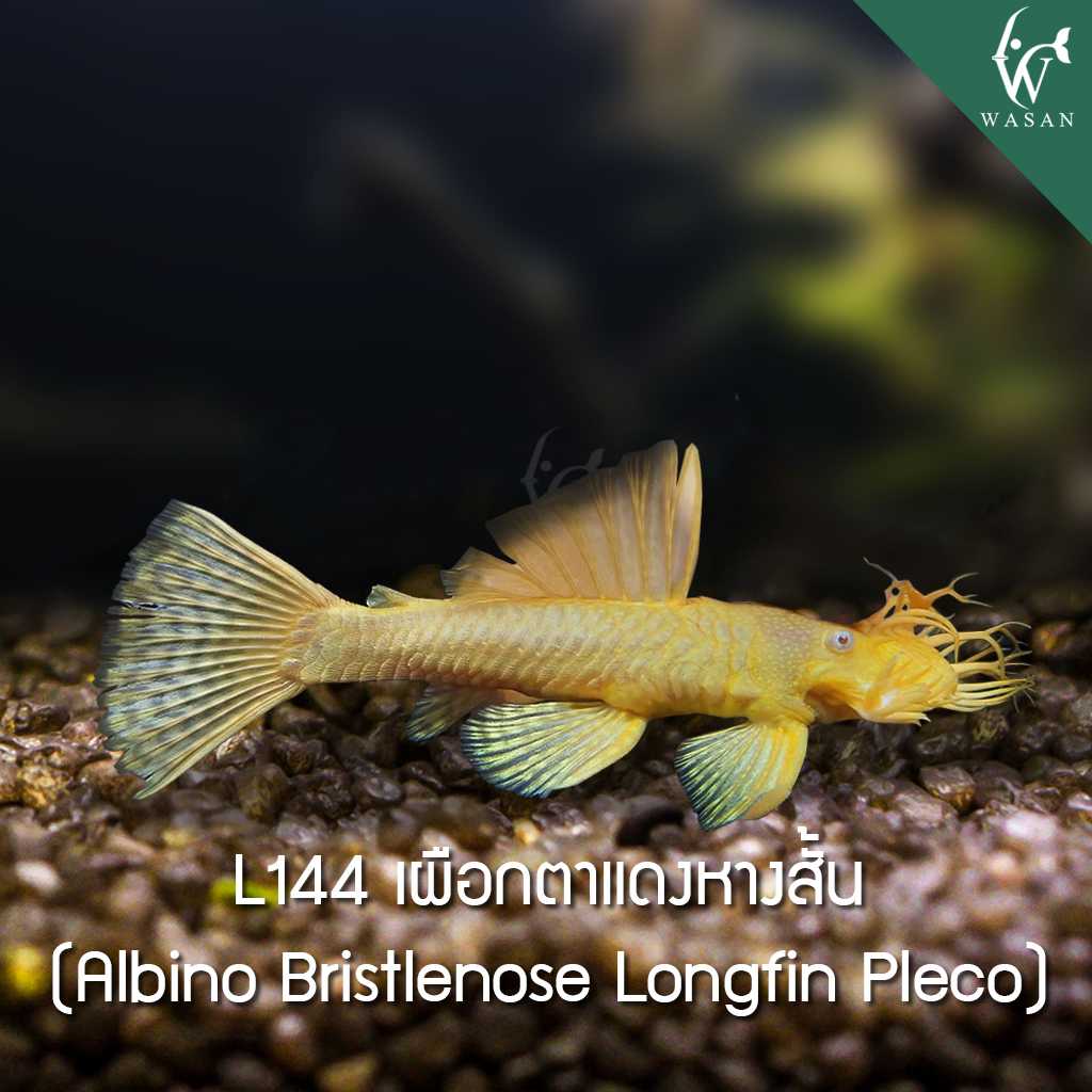 ปลาซัคเกอร์ L144 เผือกตาแดงหางสั้น  L144 Albino Britlenore Longfin Pleco (ไซส์ 1-1.7 นิ้ว)