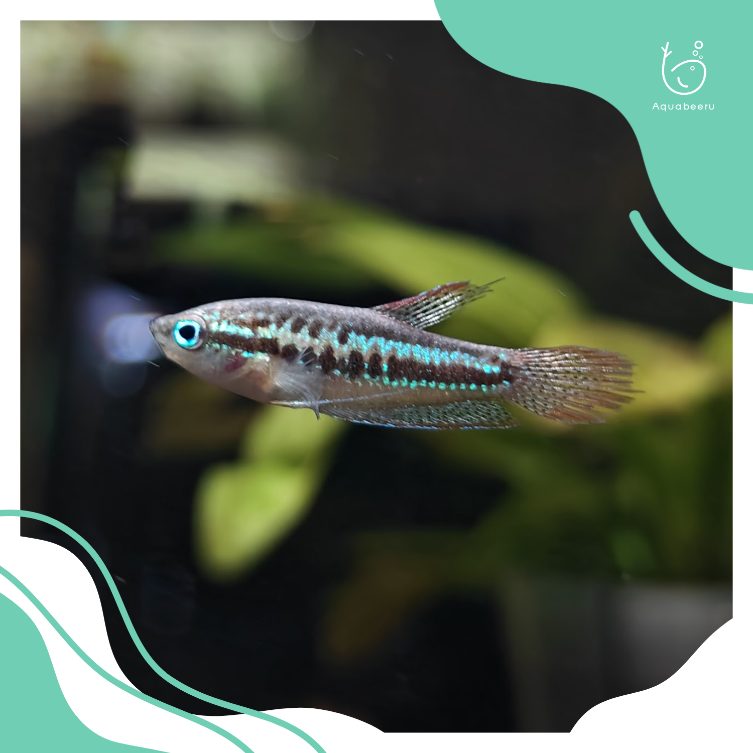 ปลากริมสี (Pygmy gourami)