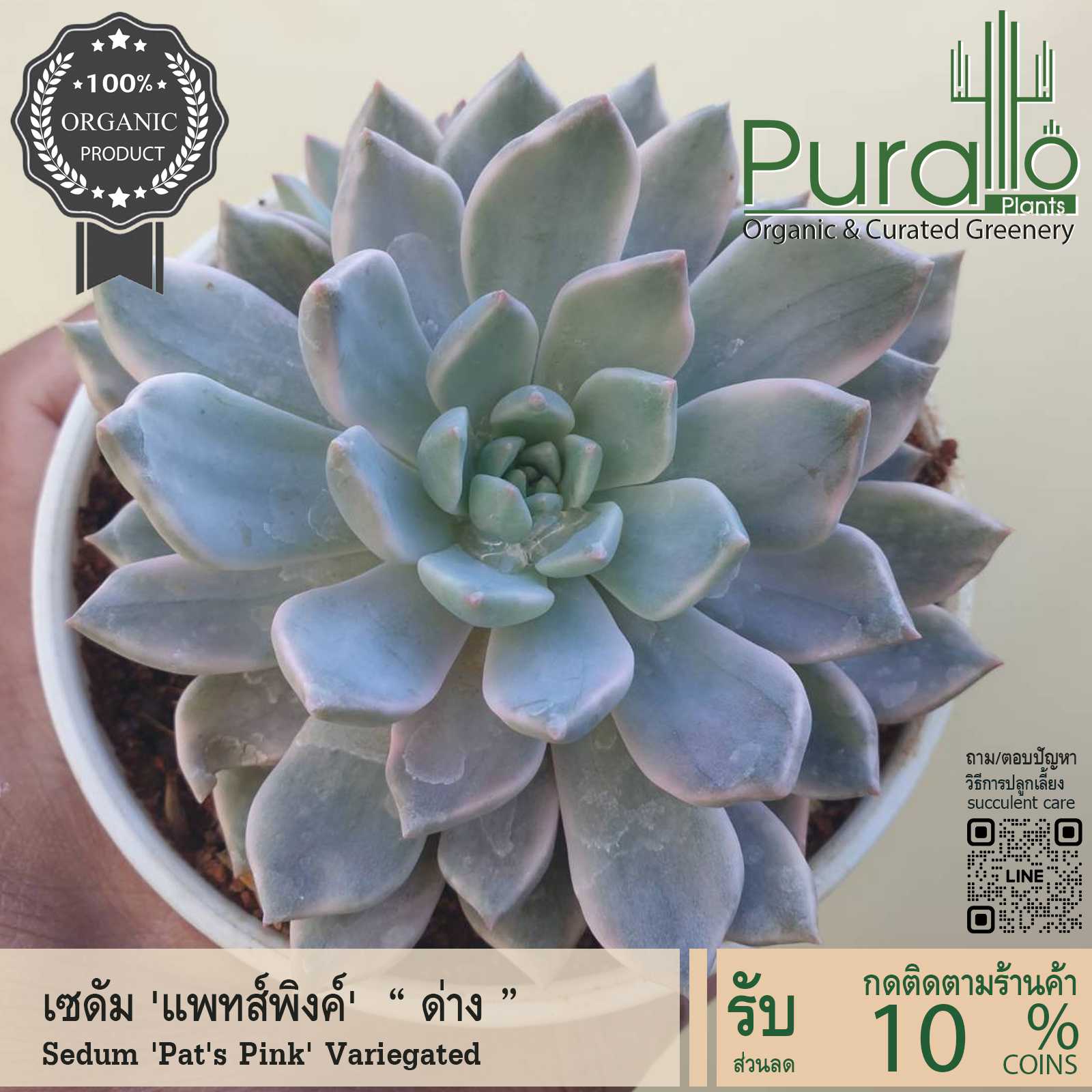 ต้นไม้อวบน้ำ กุหลาบหิน เซดัม แพทส์พิงค์ ด่าง Sedum Pat's Pink Variegated #เมล็ดพันธุ์ #กระถาง