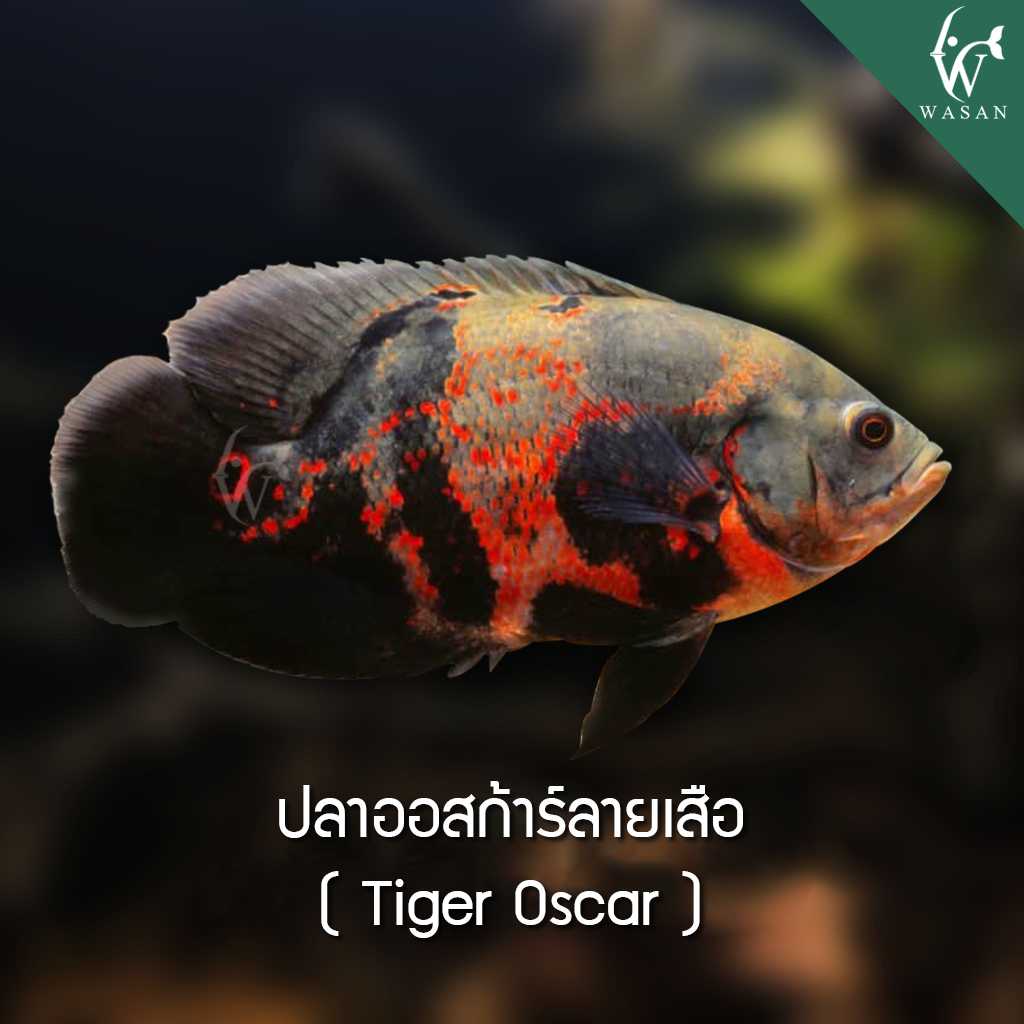 ปลาออสก้าร์ลายเสือ Tiger Oscar (ไซส์ 2 นิ้ว)