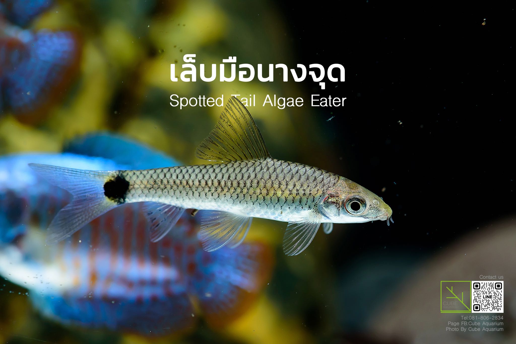 ปลาเล็บมือนางจุด Spotted tail algae eater  1.3 นิ้ว