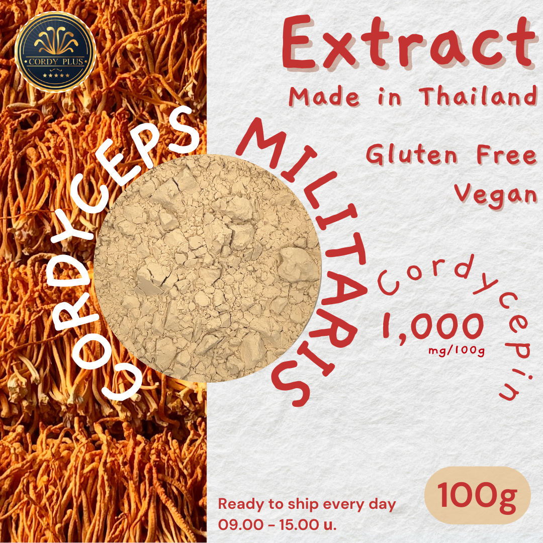 Cordycep militaris Extract 100g ถั่งเช่าสีทองสกัด 100g