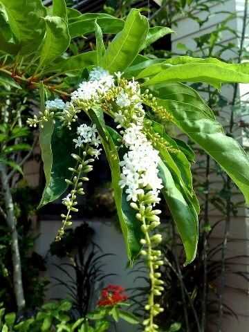 บุหงาส่าหรี