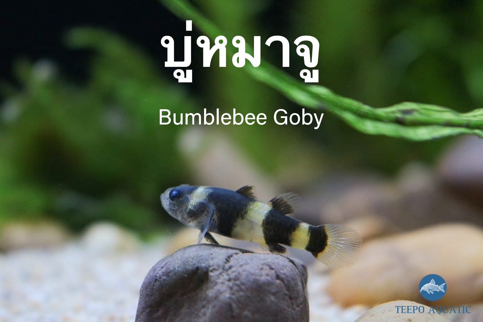 ปลาบู่หมาจู Bumblebee goby