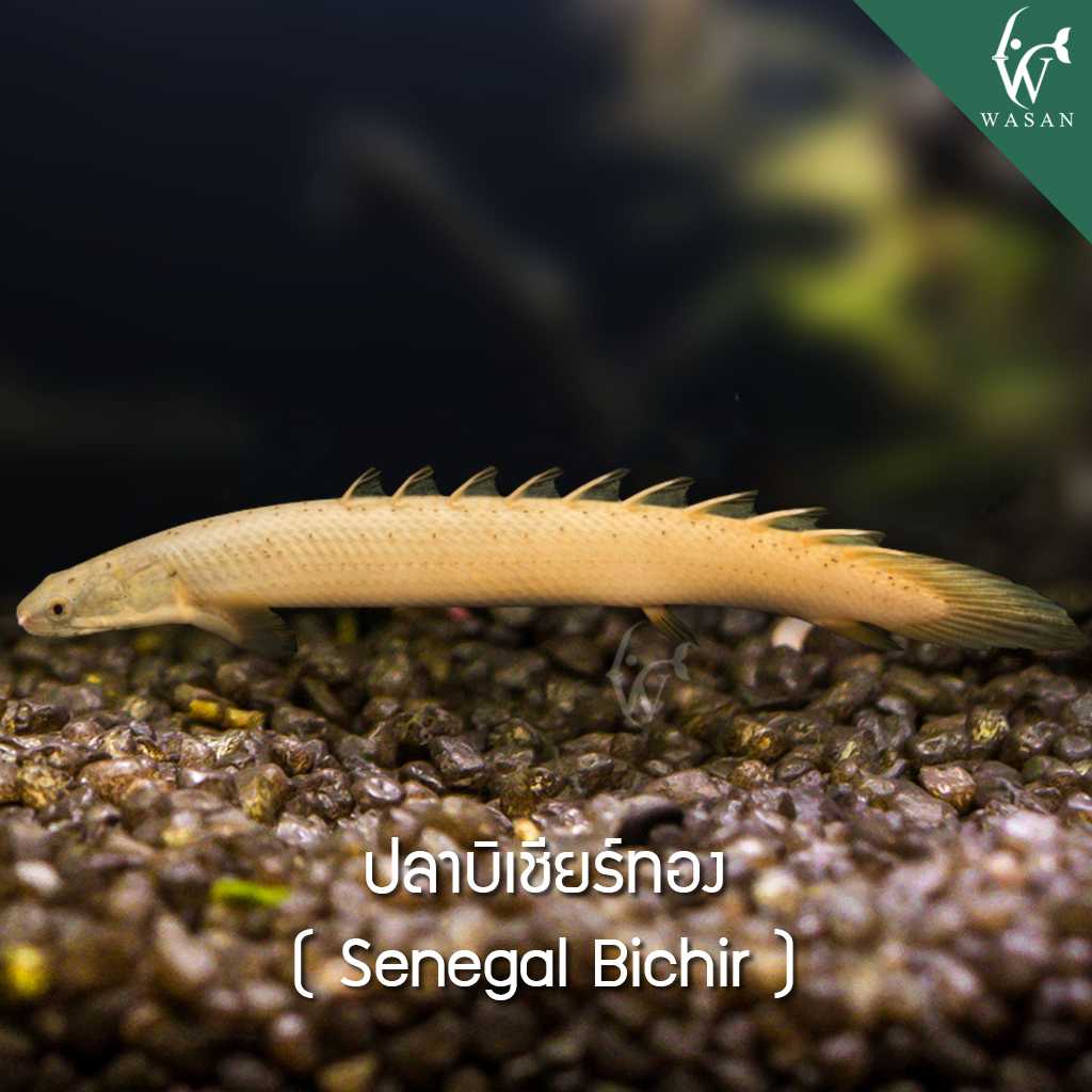 ปลาบิเชียร์ทอง Senegal Bichir ( ไซส์ 2.5-3 นิ้ว)