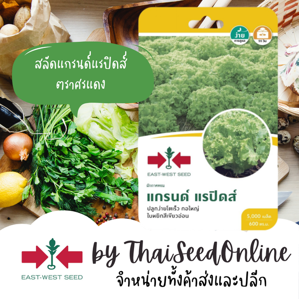 GGEW เมล็ดพันธุ์ซฟ ผักสลัด ผักกาดหอมแกรนด์ แรปิดส์ 5000 เมล็ด ตราศรแดง Lettuce