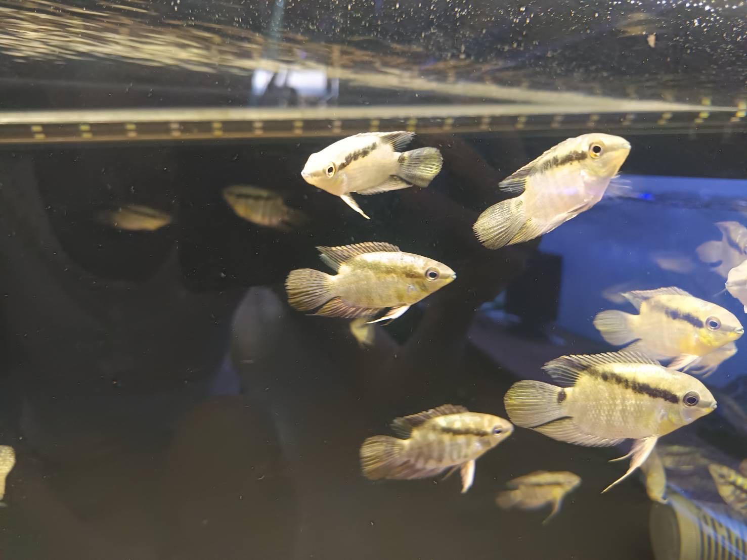Flag Cichlid มี 2 ไซส์  2 นิ้ว และ 5 นิ้ว