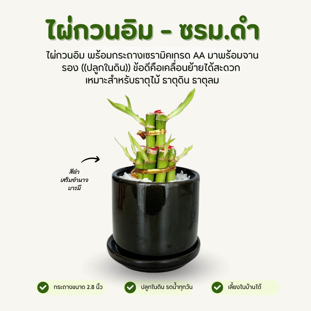 ไผ่กวนอิม พร้อมกระถาง เซรามิคเนื้อหนา สีดำ มีจานรอง