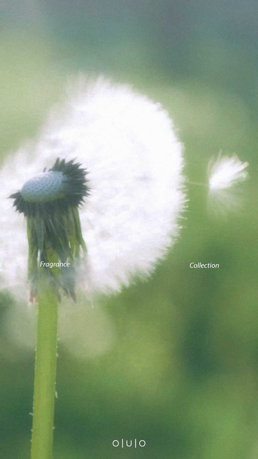 An Image