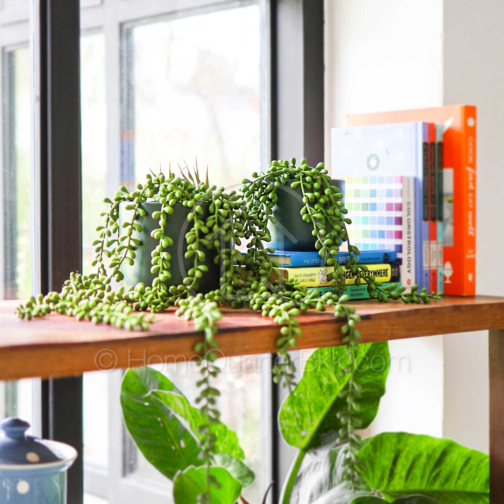 คูริโอ้ พวงต้นไม้เทียม ขนาดเล็ก | Curio Faux Plant-S