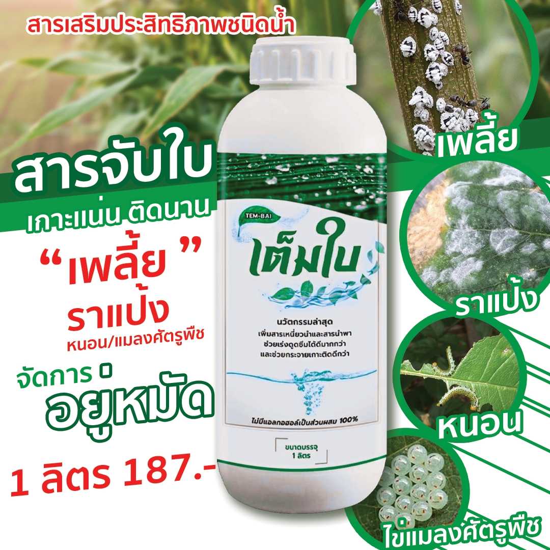 เต็มใบ สารจับใบ