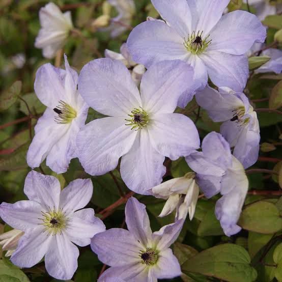 Clematis Sea Breeze (พร้อมส่ง)