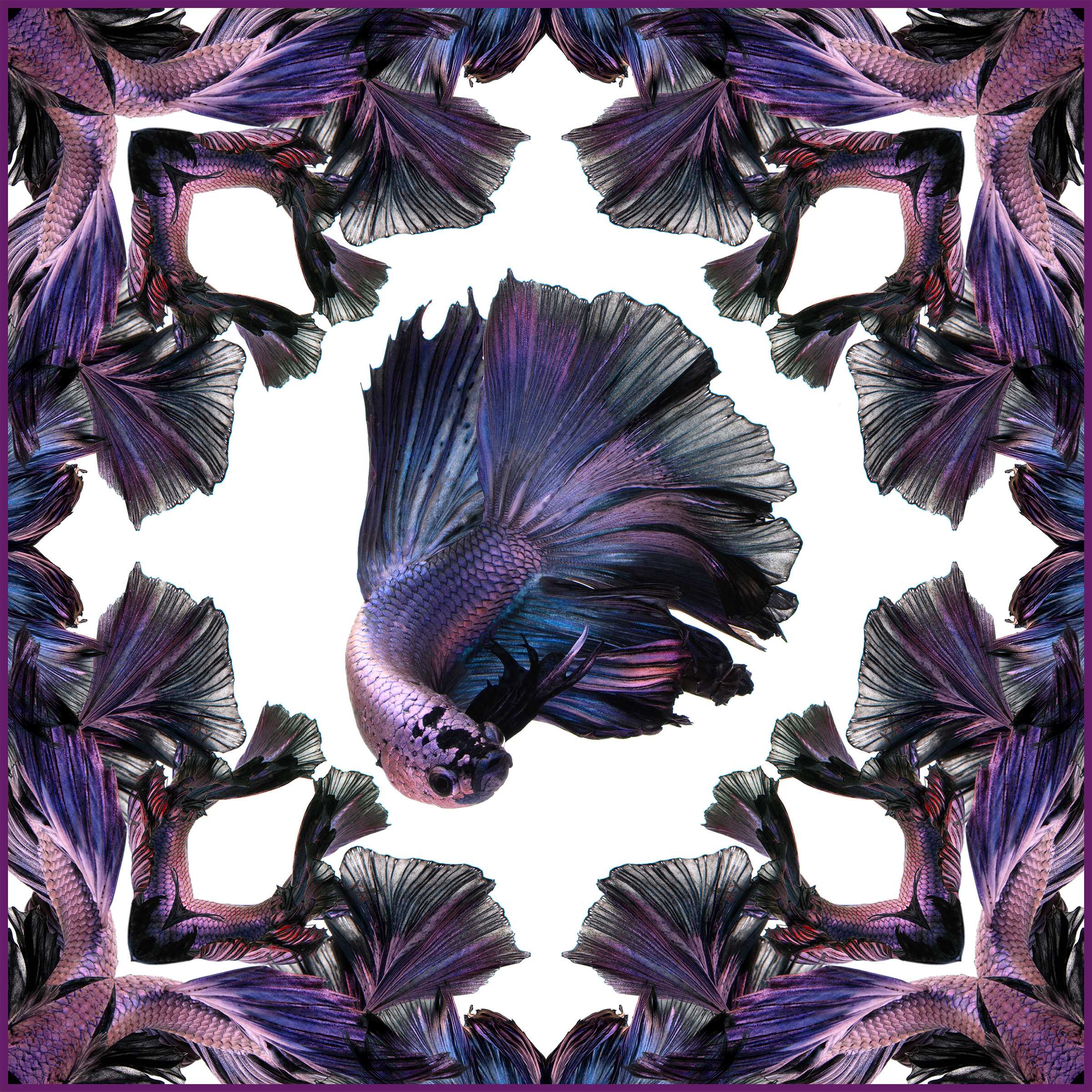 Purple Halfmoon Betta L Silk Scarf - White/Purple