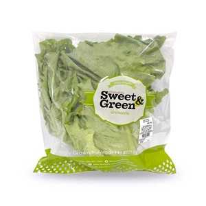 ผักสลัดผักกาดหอม (Green Leaf Lettuce)