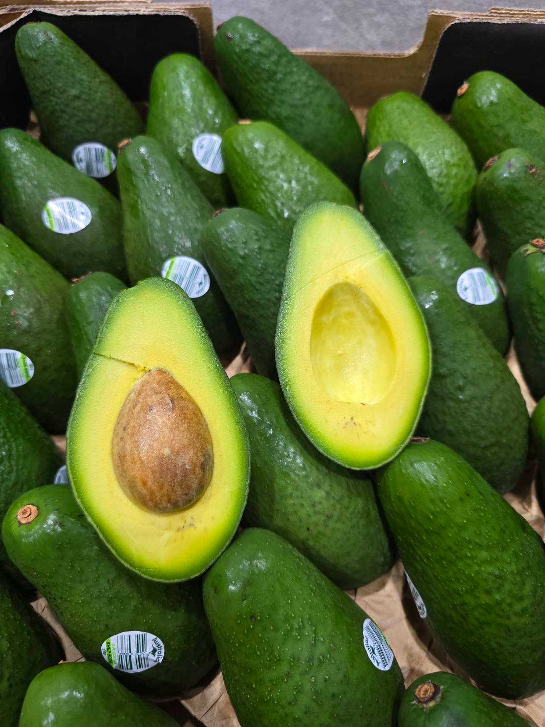 Set Avocado​ สายพันธุ์​ Shepard (เซ็ต 3 ผล)