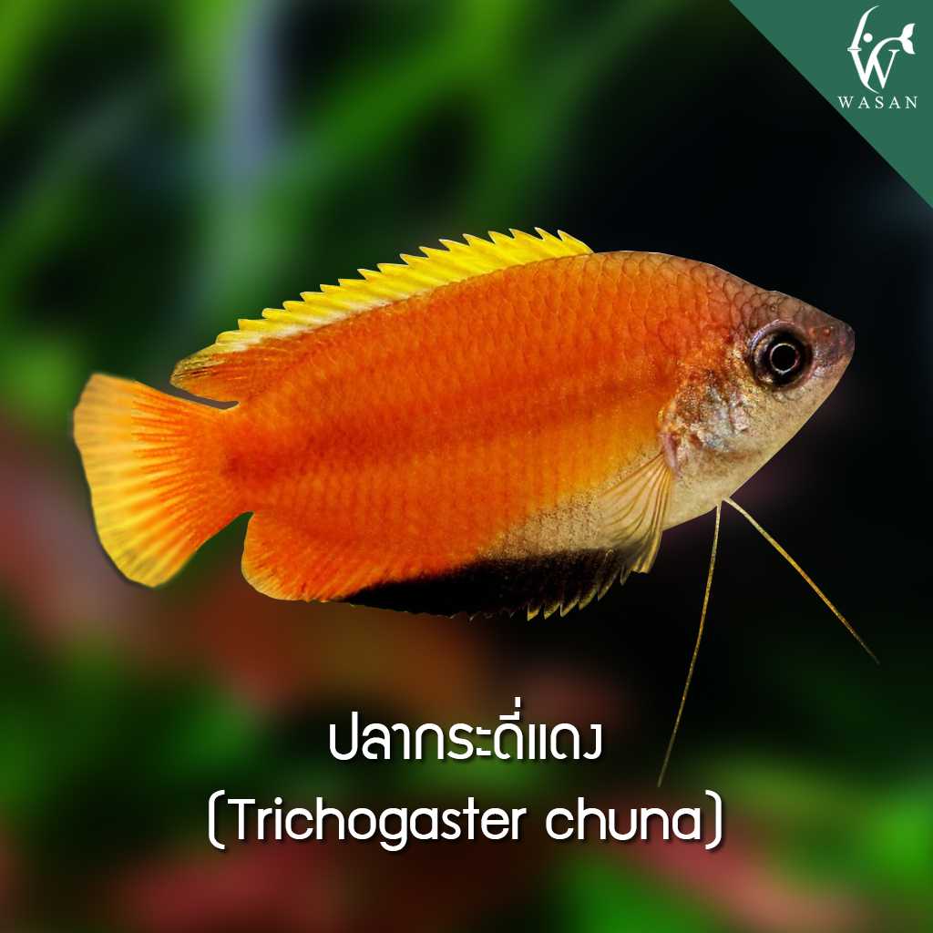 กระดี่แดง Trichogaster Chuna (ไซส์ 1.5 นิ้ว)