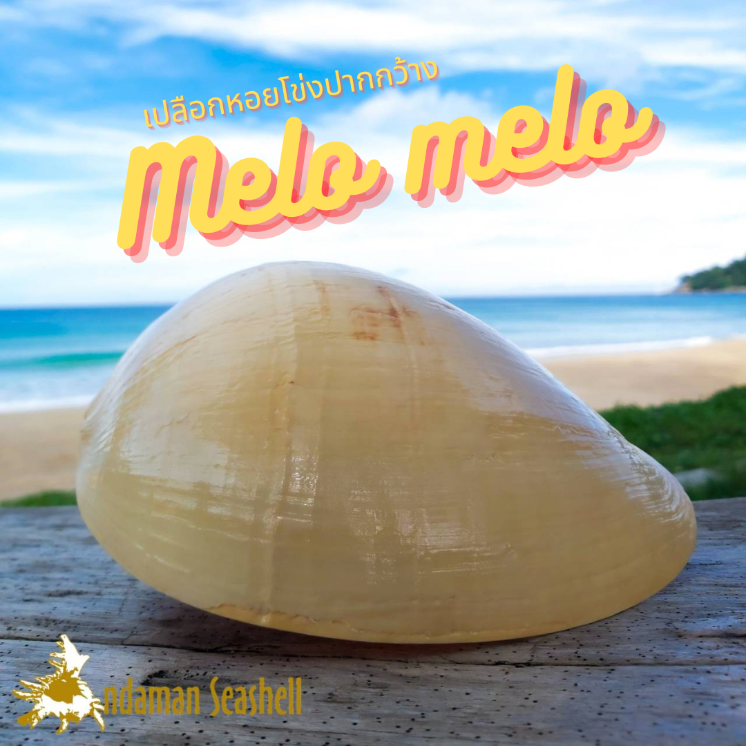 Andaman seashell เปลือกหอย หอยโข่งปากกว้าง (Melo melo)