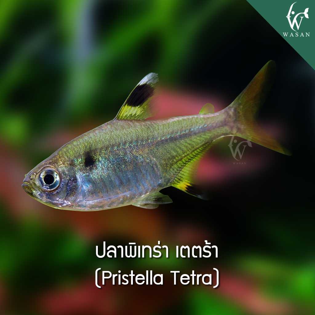 ปลาพิเทร่า เตตร้า Pritella Tetra (ไซส์ 2-3 cm)