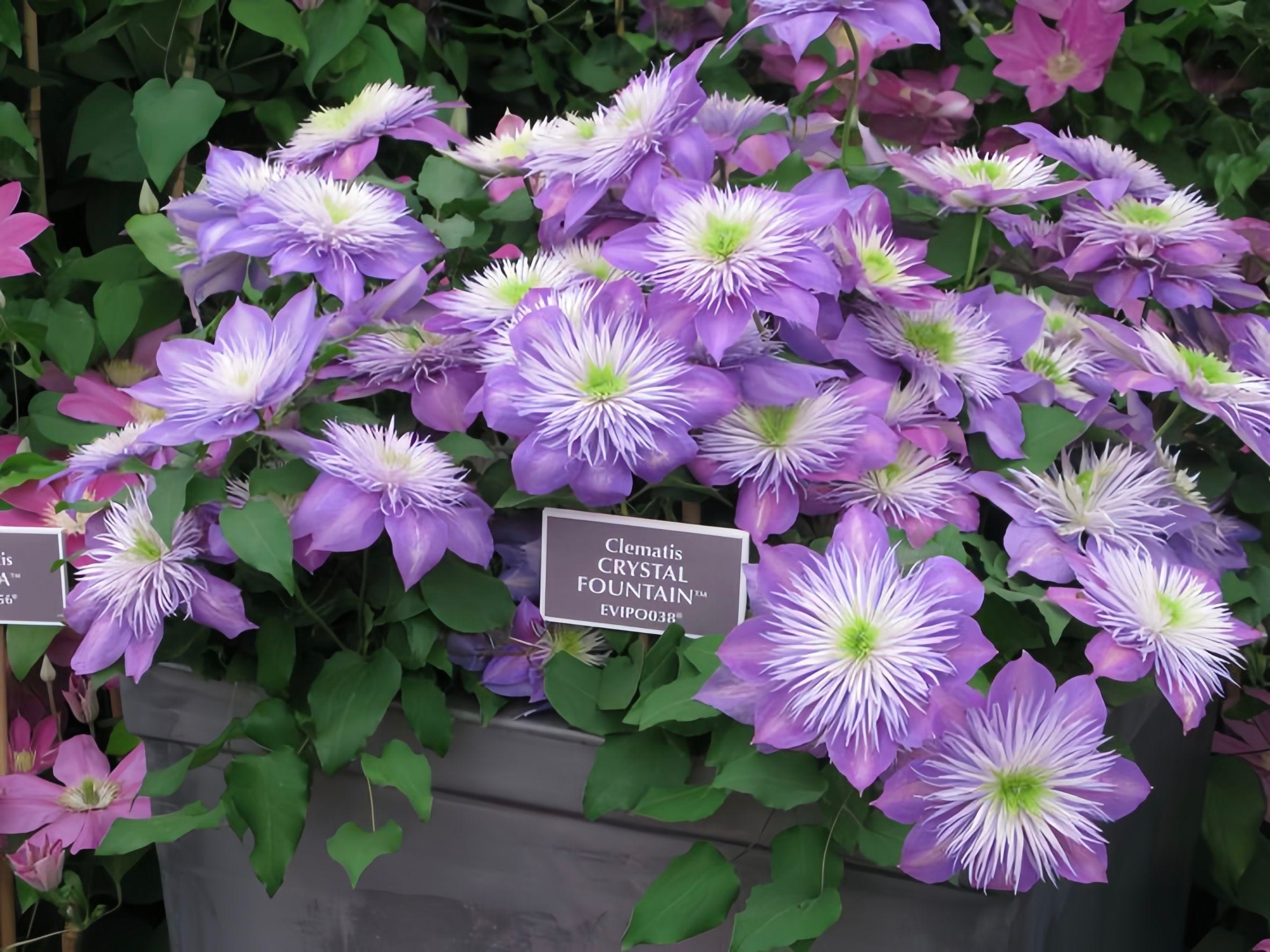 Clematis Crystal fountain
