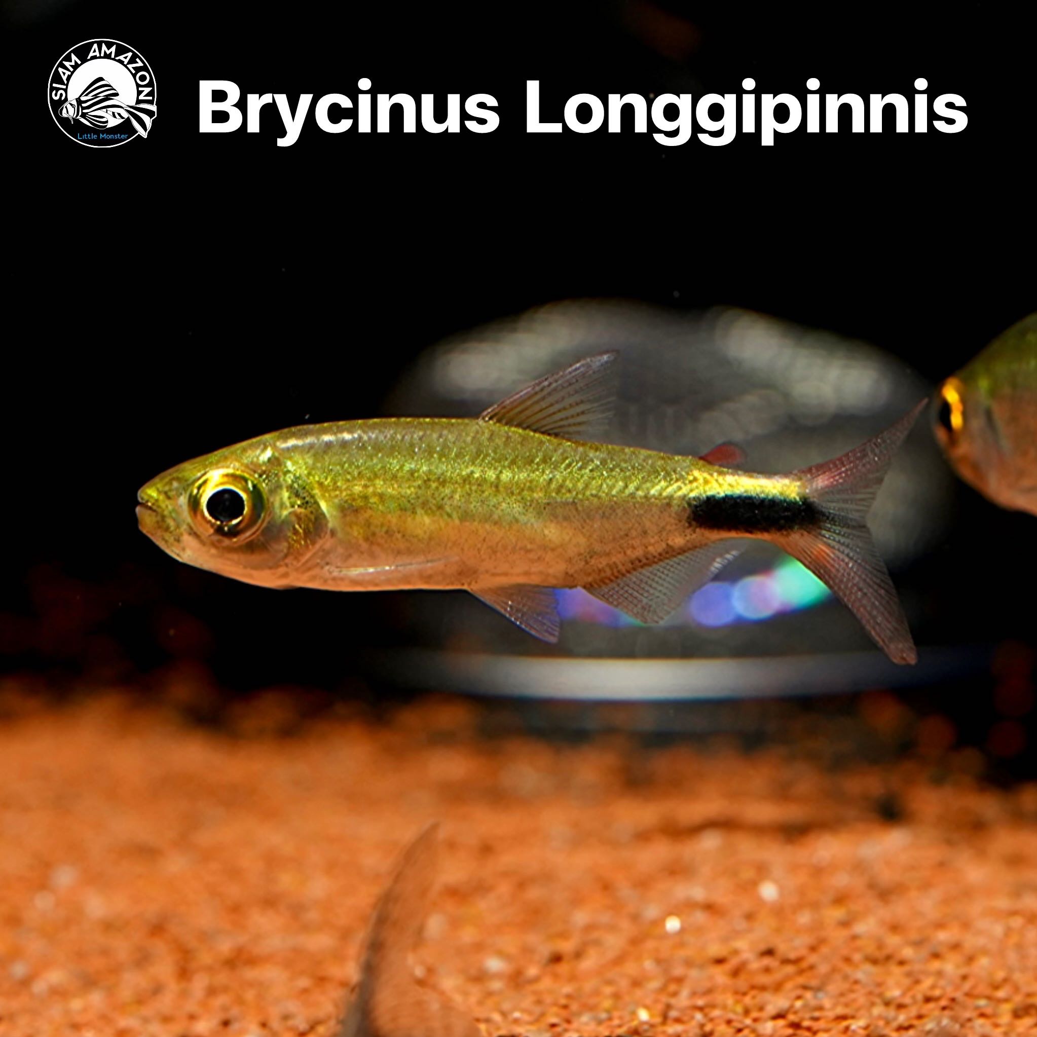 Brycinus Longgipinnis ไซส์ 4.5 cm