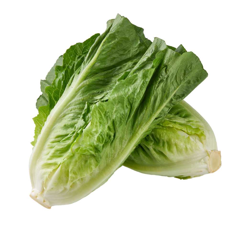 FG01003 โรเมนคอส Romaine Cos ( 500g )