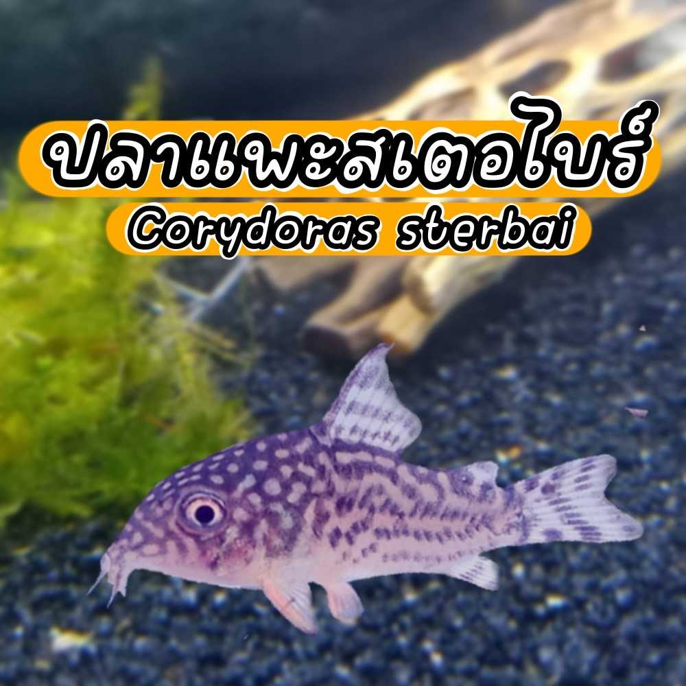 ปลาแพะสเตอร์ไบ (Sterbai Corydoras)  1ตัว ทำความสะอาดก้นตู้ มีประกัน พร้อมส่ง