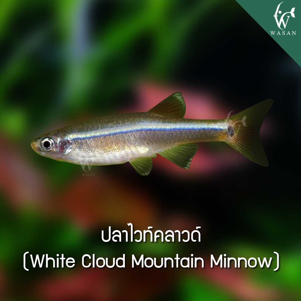 ปลาไวท์คลาวด์ White Cloud Mountain Minnow (ไซส์ 2-3 cm)
