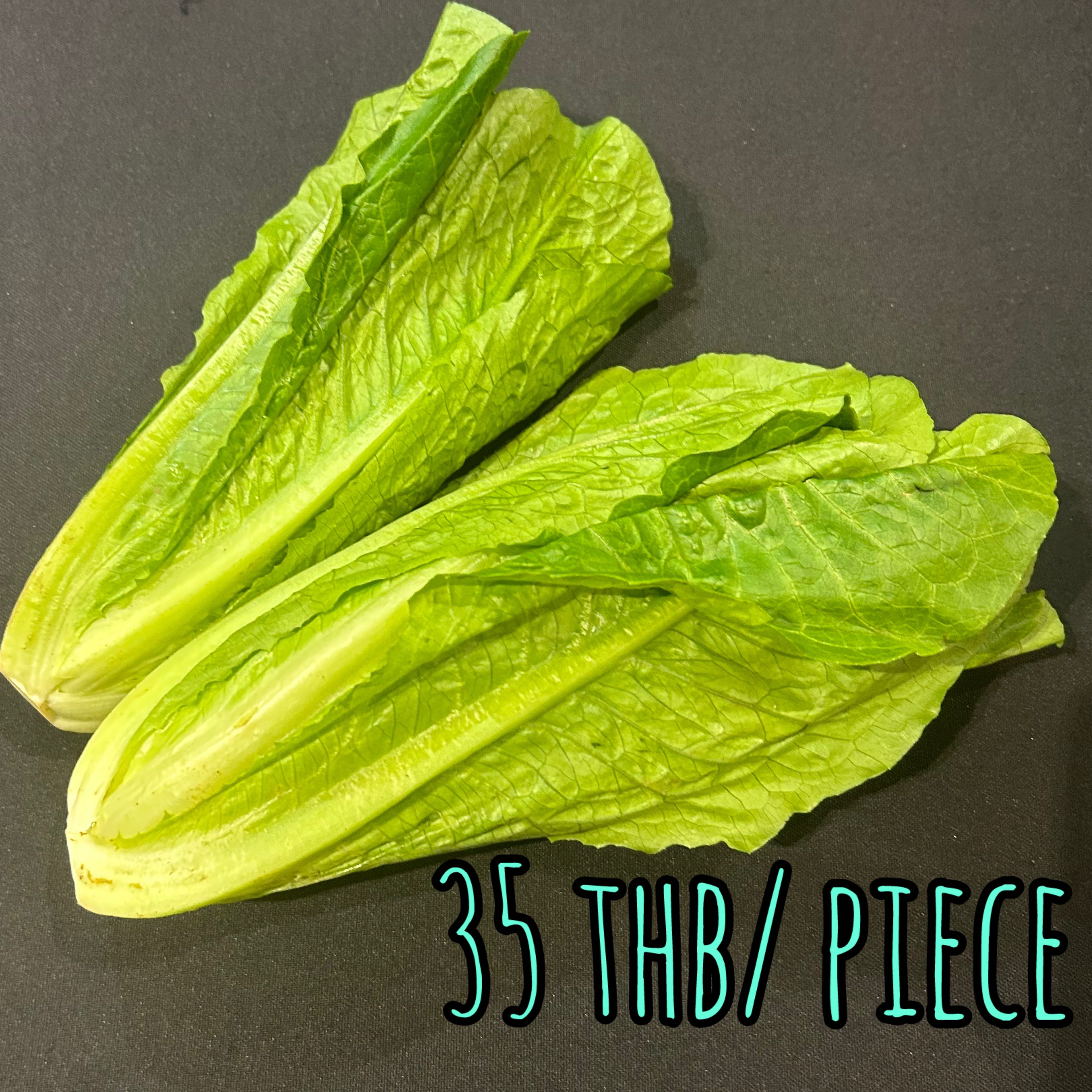 Romaine Lettuce ロメインレタス ผักกาดหอมโรเมน