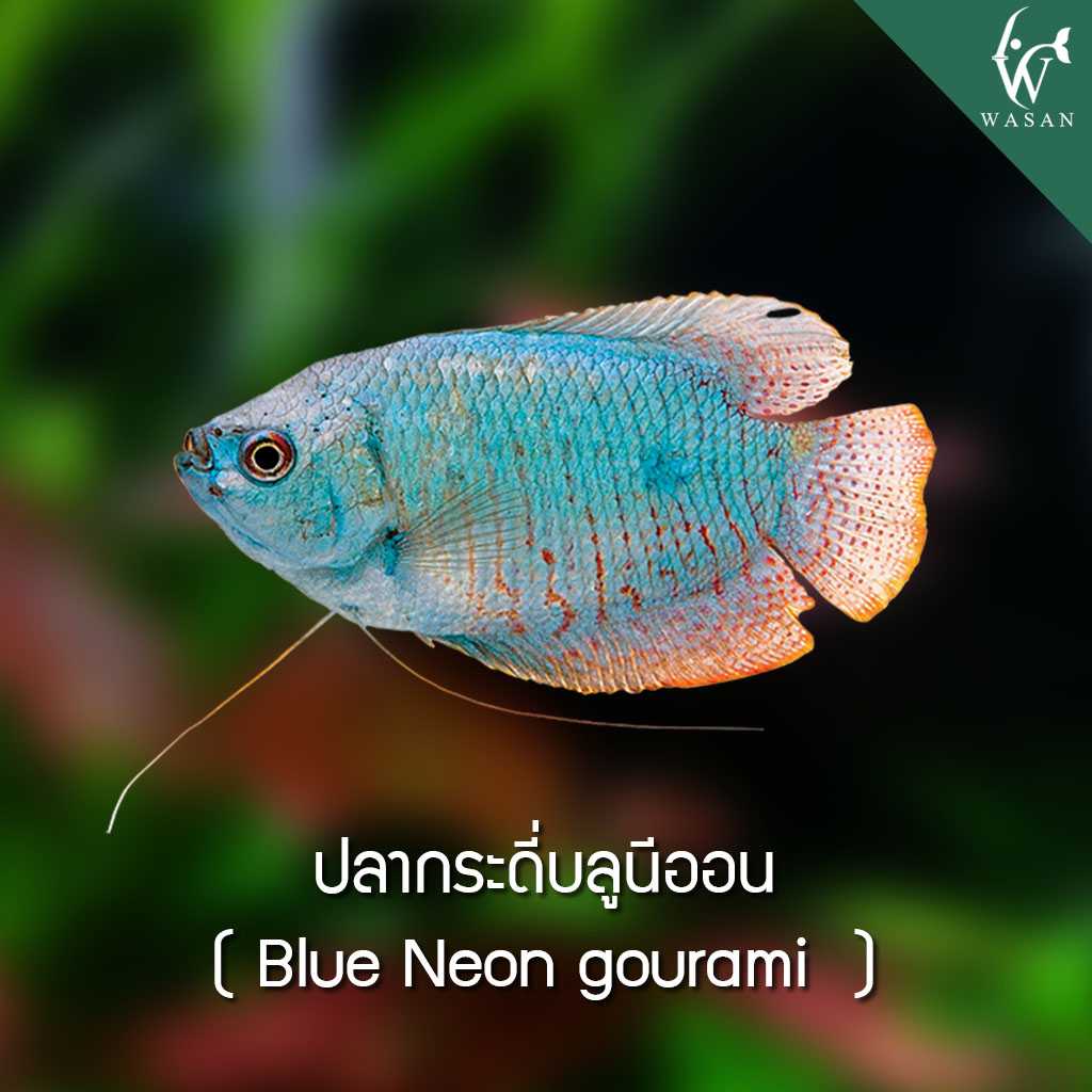 ปลากระดี่บลูนีออน Blue Neon gourami (ไซส์ 2-3 cm)
