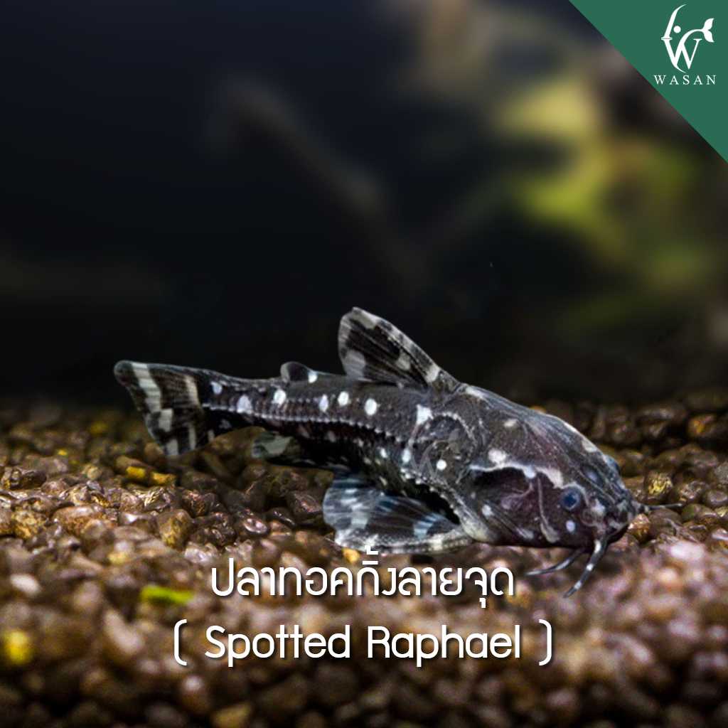 ปลาทอคกิ้งลายจุด Spotted Raphael (ไซส์ 2 นิ้ว)