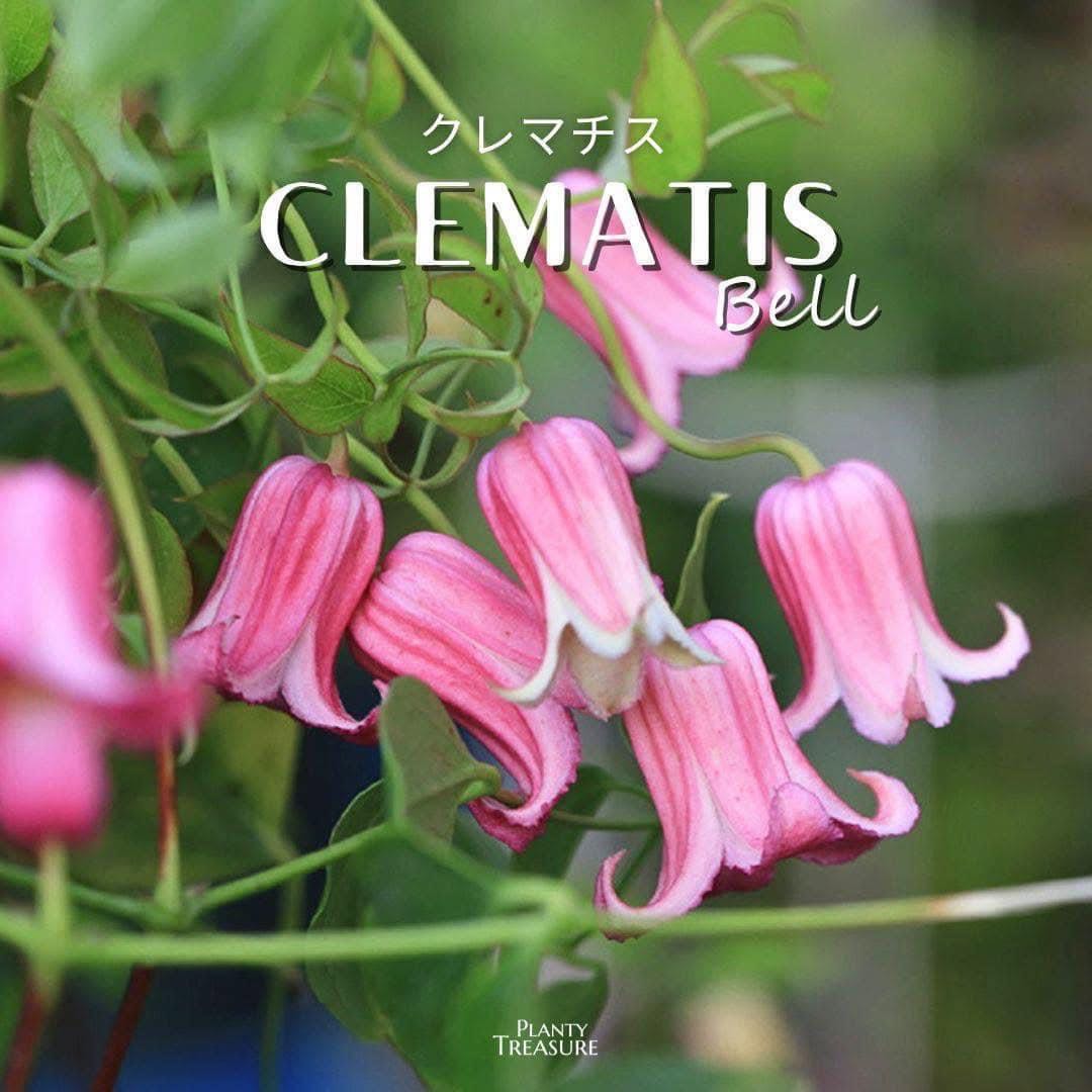 ‘Pink You‘ Bell Clematis 