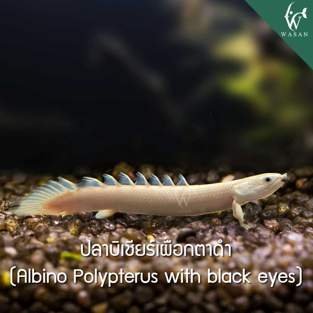 ปลาบิเชียร์เผือกตาดำ Albino Polypterus with black eyes (ไซส์ 3-4 นิ้ว)