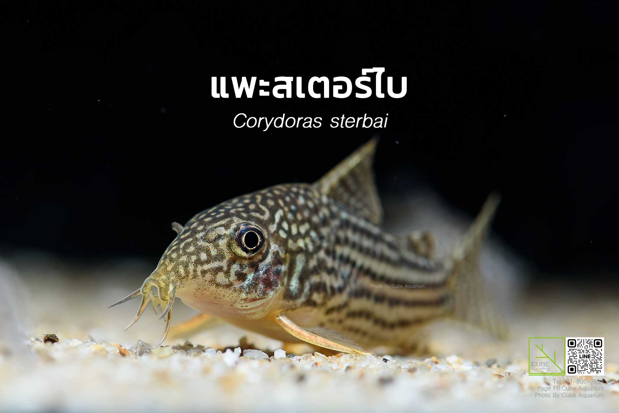 ปลาแพะสเตอร์ไบ Corydoras sterbai