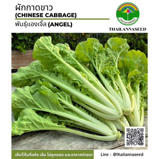 ผักกาดขาว พันธุ์แองเจิ้ล ( ขนาด 100 กรัม ) รหัสสินค้า 5018