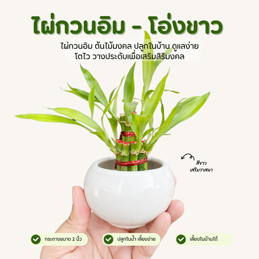 ไผ่กวนอิม พร้อมกระถางโอ่งขาว มินิมอล เสริมฮวงจุ้ยบ้าน