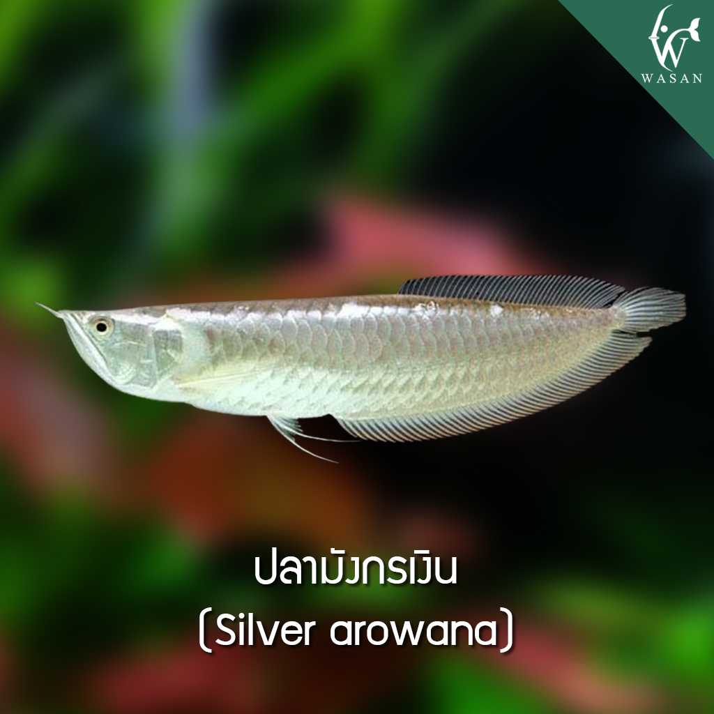 ปลามังกรเงิน Siver arowana (4 นิ้ว)