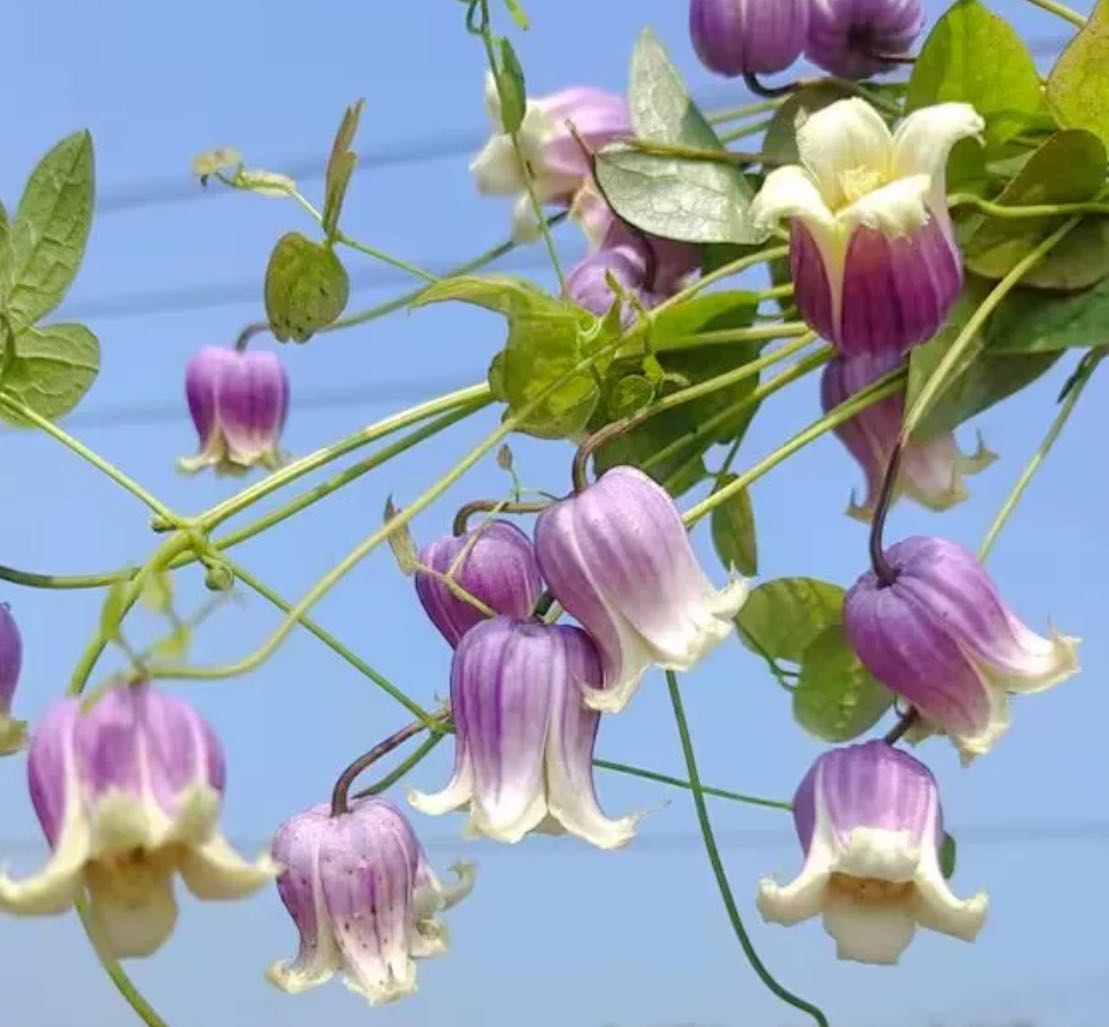 (Rare)’Blue Bell Melody’ Bell Clematis 
