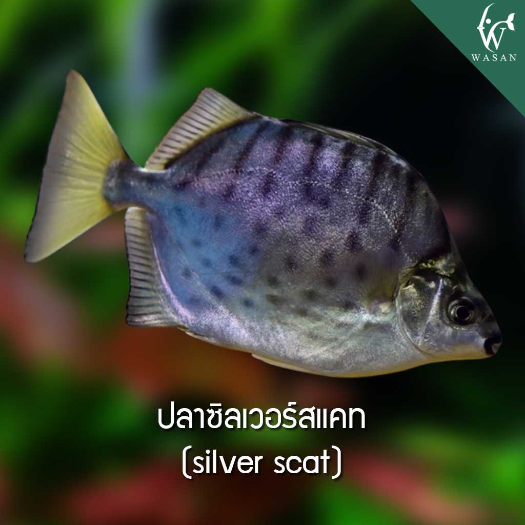ปลาซิลเวอร์สแคท Silver scat fish (ไซส์ 2 นิ้ว)