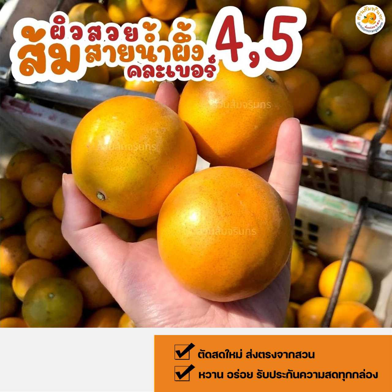 5 กก. ส้มคละไซส์ เบอร์4,5  ส้มคัดพิเศษ ผิวสวย หวานอร่อย ชานนุ่ม ตัดสดใหม่ บรรจุกล่องไม่เรียงลูก
