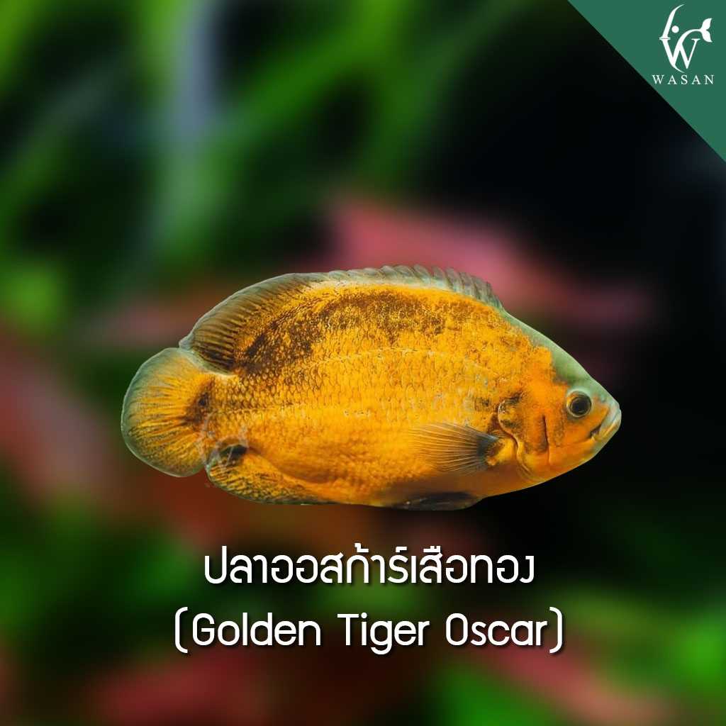 ปลาออสก้าร์เสือทอง Golden tiger oscar (ไซส์ 2 นิ้ว)