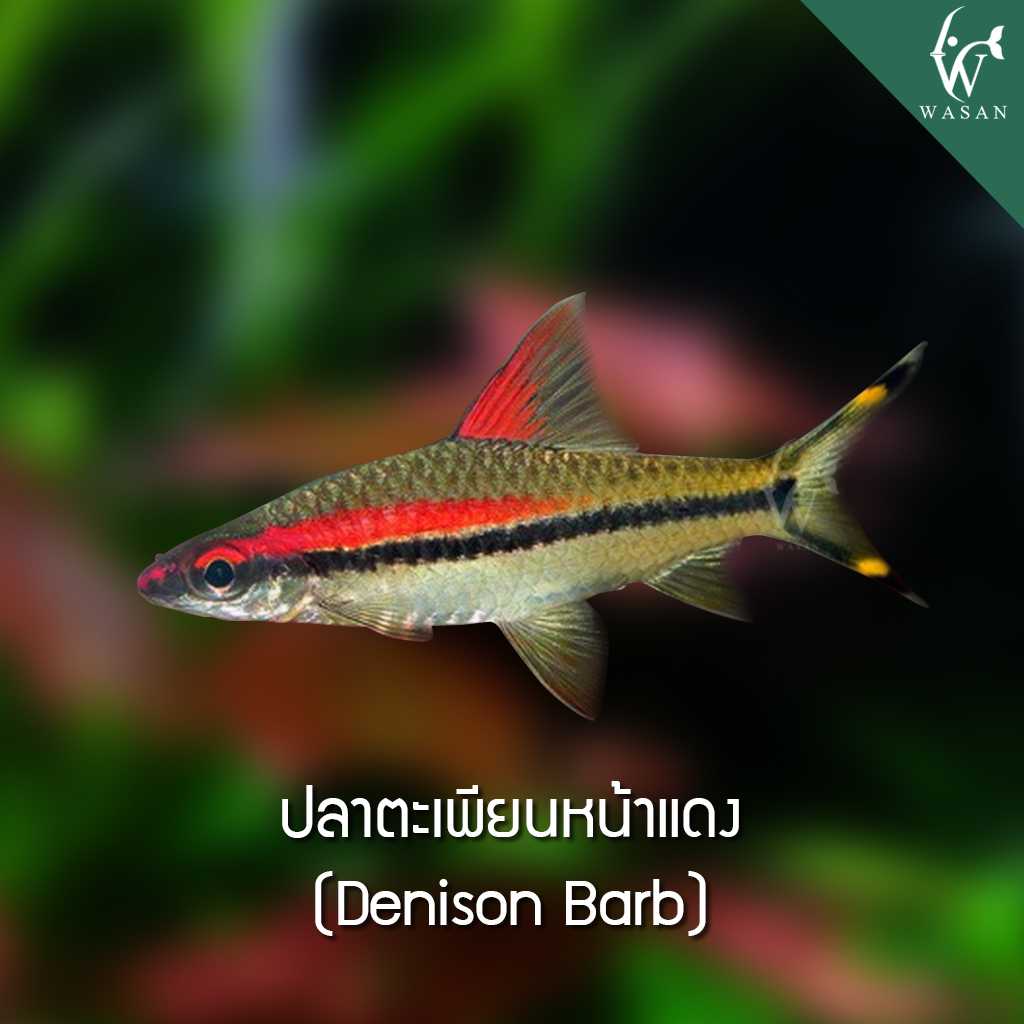ปลาตะเพียนหน้าแดง Denison Barb (ไซส์ 2 นิ้ว)