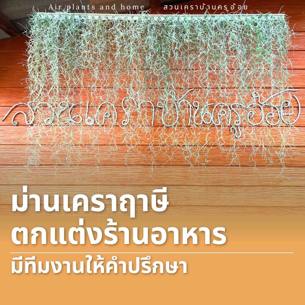 สวนเคราบ้านครูอ้อย  l ม่านเคราฤาษี คิ้วกระเบื้องยาว 1 เมตร เครายาว  60 เซน