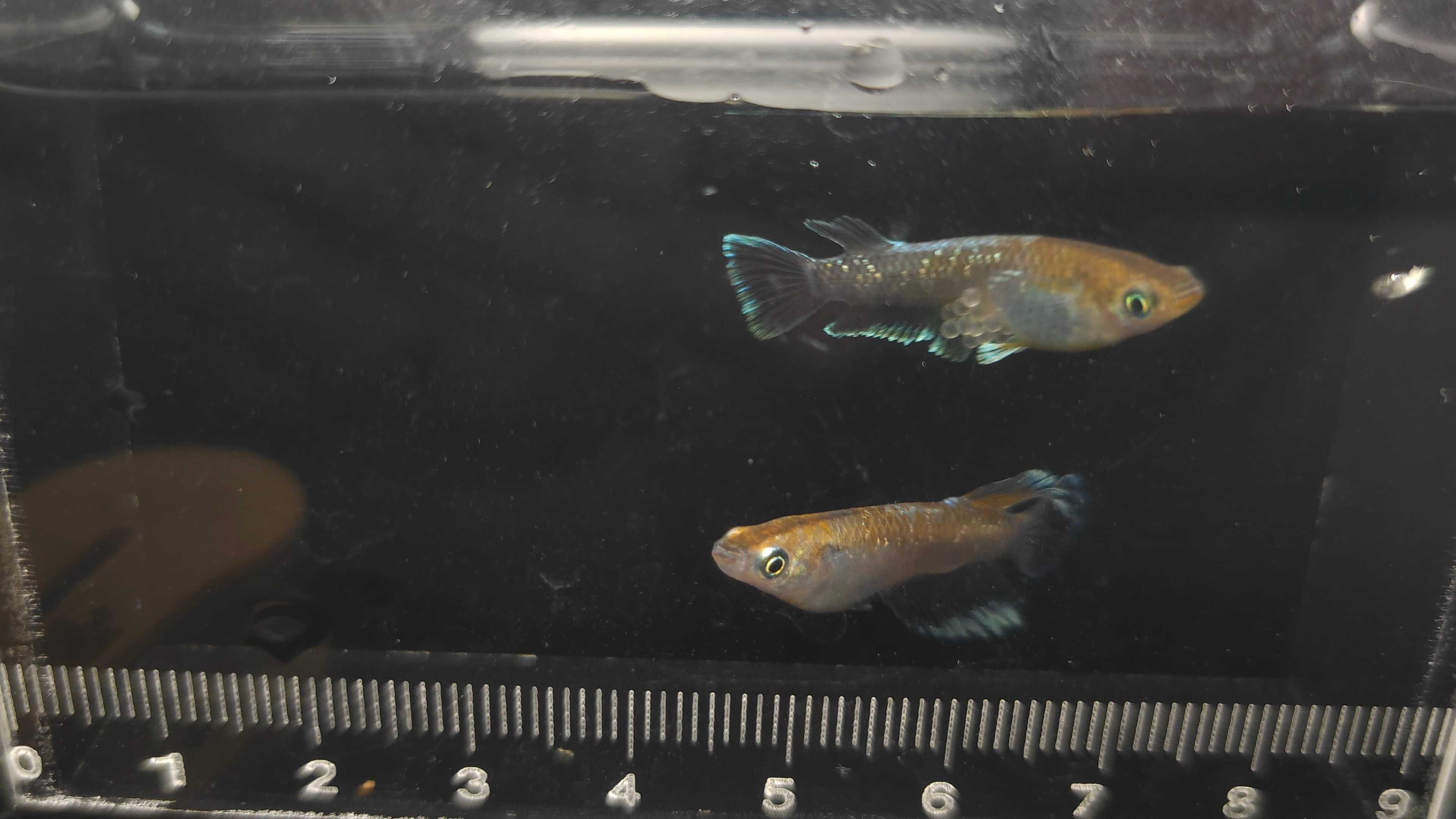Medaka fish spring strom kissing wide fin นำเข้าจากญี่ปุ่น